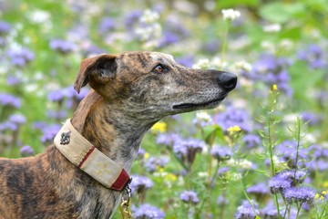 Galgo