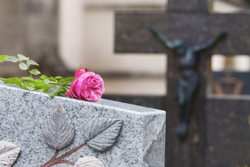 Allerheiligen, Allerseelen, Beerdigung - rosa Rose auf Grabstein, Friedhof