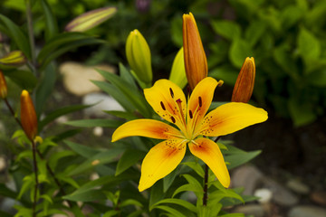 Yellow lily flowers.