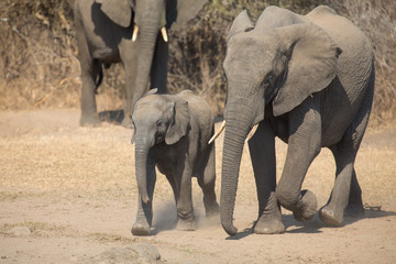 Fototapeta premium Elephant calf and mother charge towards water hole