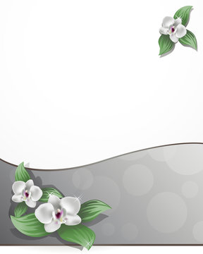 orchide / floral background with orchid flower