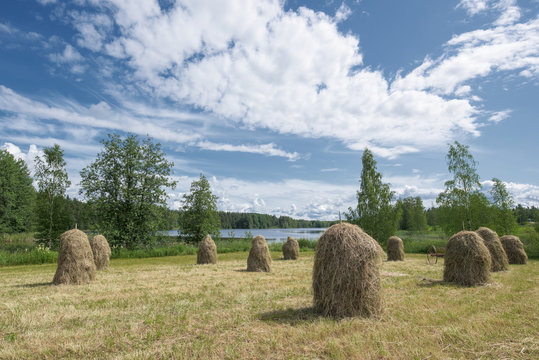 Traditional Finnish haystacks in a hayfield