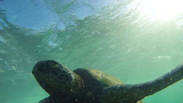 Hawaiian Green sea turtle underwater coming up for air in the Hawaiian Islands
