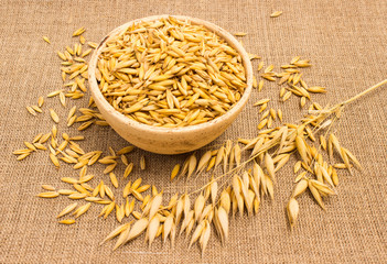 grain oats on canvas