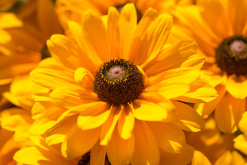 Rudbeckia hirta