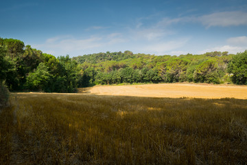 Campo de trigo recien cosechado