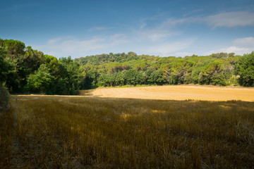 Obraz premium Campo de trigo recien cosechado