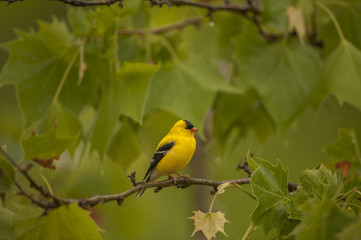 GOLDFINCH PHOTO