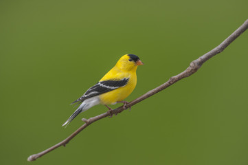 GOLDFINCH PHOTO