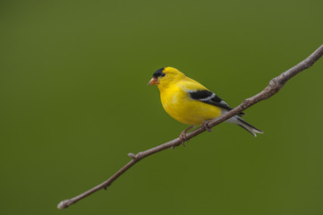AMERICAN GOLDFINCH