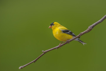 AMERICAN GOLDFINCH