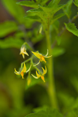 Tomato plant with flowers