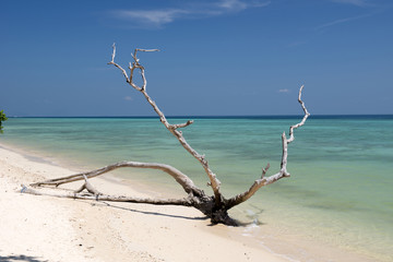 Branch on the beach.
Koh Ngai island, Thailand