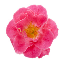 Pink dog rose isolated with clipping path
