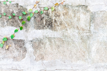 Green Creeper Plant on white wall