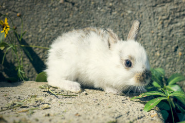 Cute and little rabbit sitting on stone