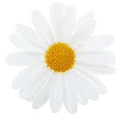 Marguerite Daisy isolated with clipping path