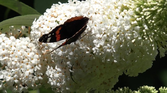 Butterfly Admiral on white buddleia