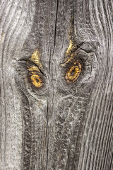 old pine wooden board with two yellow knots like the surprised eyes and face of an owl 
