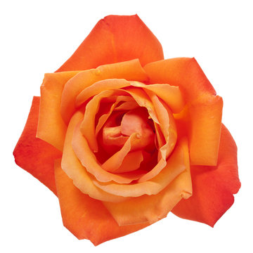 Fototapeta Orange rose isolated with clipping path