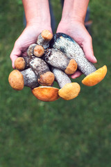 Orange-cap boletus mushrooms in hands