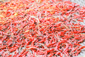 Fototapeta premium dried chilies