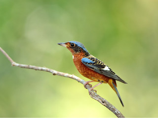 Bird (White-throated Rock-Thrush) , Thailand