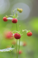 Fragaria vesca berries