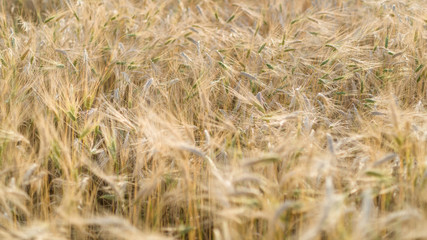 Ripe fields of wheat at the end of summer at Sundawn