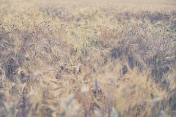 Ripe fields of wheat at the end of summer at Sundawn