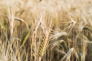 Ripe fields of wheat at the end of summer at Sundawn