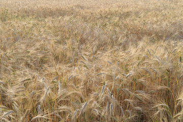 Ripe fields of wheat at the end of summer at Sundawn