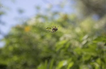 spider on web