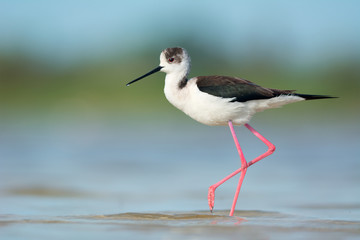 Black-winged Stilt
