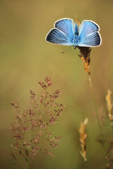 Common Blue (Polyomathus icarus) male 