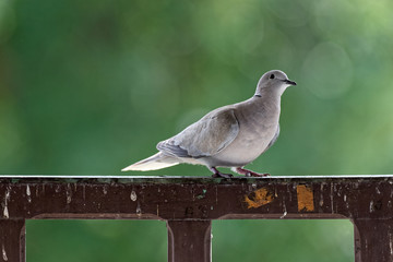 Tourterelle turque sur rambarde de balcon