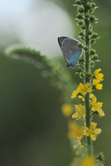 Common Blue (Polyomathus icarus) male 