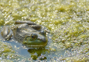 Bullfrog in pond with algae
