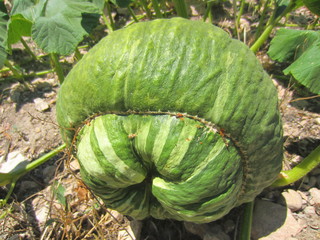 pumpkin forming