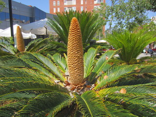 Fototapeta premium Sago Palm (Cycas revoluta) with cone