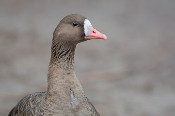 Greater white-fronted goose portrait