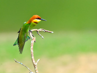Bird (Chestnut-headed Bee-eaters) , Thailand