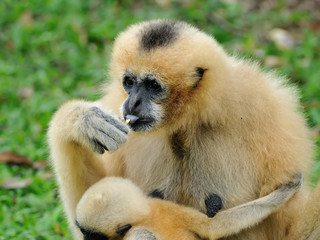 Gibbon