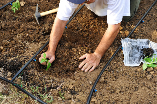Hortelano plantando hortalizas en el huerto a mano