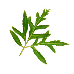 Beautiful green leaves isolate on white background