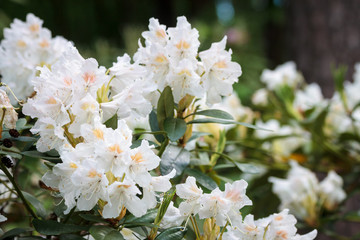 Flower white Rhododendron in the park Sapokka in Kotka, Finland