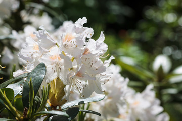 Flower white Rhododendron in the park Sapokka in Kotka, Finland