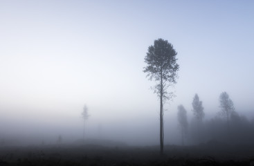 Foggy morning at the forest edge