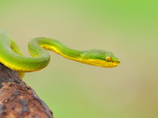 Head of snake