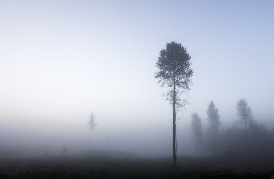 Fototapeta Foggy morning at the forest edge